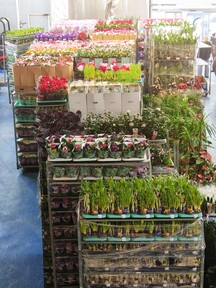 Праздничная поставка цветущих комнатных растений к 8 марта!