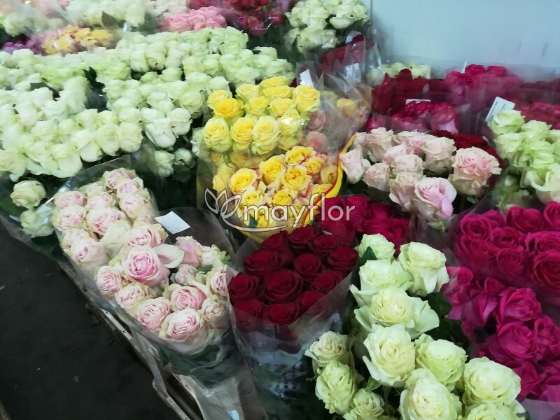 Купить розы от производителя. Оптовые поставки цветов. Поставщики цветов. Mayflor Цветочная база. Самые крупные поставщики цветов.